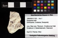 Foto (Objket + Etiketten) von Decapoda indet. 